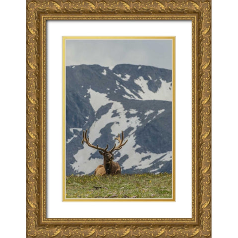 Colorado, Rocky Mts Bull elk in velvet resting Gold Ornate Wood Framed Art Print with Double Matting by Illg, Cathy and Gordon