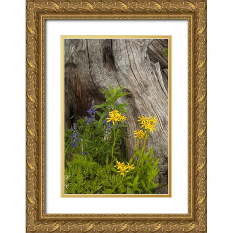 CO, Gunnison NF Lupine and golden ragwort Gold Ornate Wood Framed Art Print with Double Matting by Illg, Cathy and Gordon