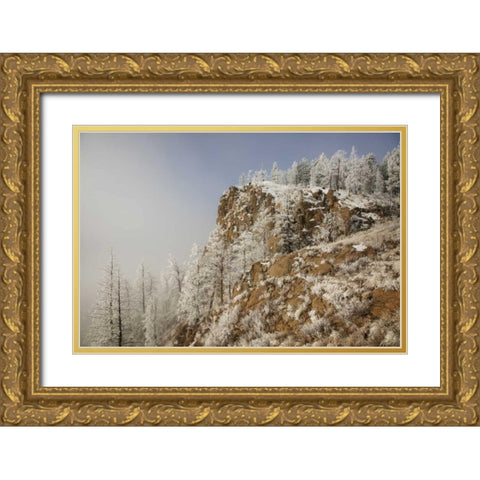 Colorado, Pike NF Hoarfrost on trees and grass Gold Ornate Wood Framed Art Print with Double Matting by Grall, Don