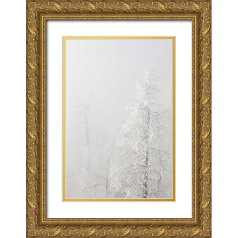 Colorado, Pike NF Trees with hoarfrost in fog Gold Ornate Wood Framed Art Print with Double Matting by Grall, Don