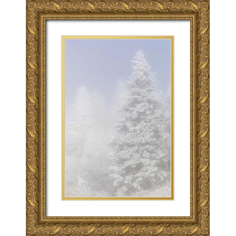 Colorado, Pike NF Trees with hoarfrost in fog Gold Ornate Wood Framed Art Print with Double Matting by Grall, Don