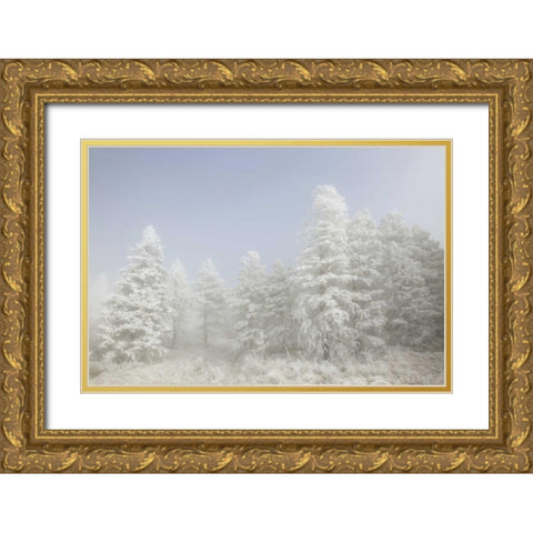Colorado, Pike NF Trees with hoarfrost in fog Gold Ornate Wood Framed Art Print with Double Matting by Grall, Don