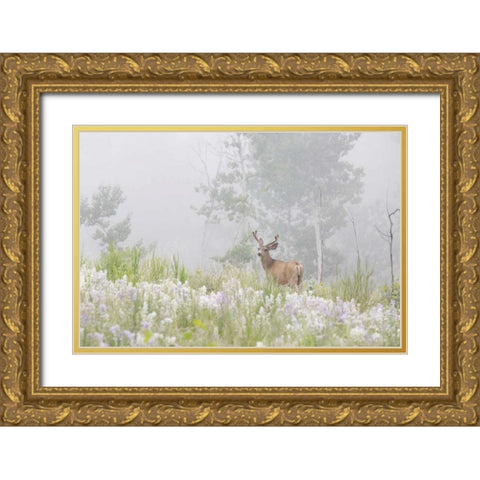 Colorado, Pike NF A mule deer in foggy meadow Gold Ornate Wood Framed Art Print with Double Matting by Grall, Don
