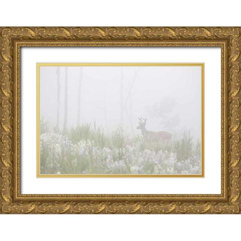 Colorado, Pike NF A mule deer in foggy meadow Gold Ornate Wood Framed Art Print with Double Matting by Grall, Don
