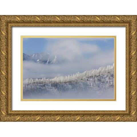 Colorado Hoarfrost coats the trees of Pike NF Gold Ornate Wood Framed Art Print with Double Matting by Grall, Don