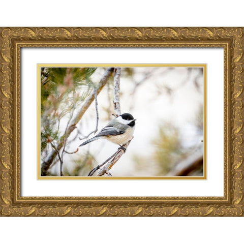 Colorado-Ft Collins Black-capped chickadee  Gold Ornate Wood Framed Art Print with Double Matting by Jaynes Gallery