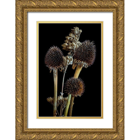 Colorado-Ft Collins Mixed dried coneflowers  Gold Ornate Wood Framed Art Print with Double Matting by Jaynes Gallery