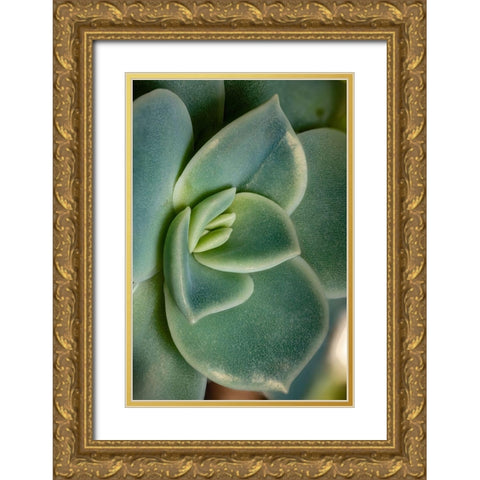 Colorado-Ft Collins Echeveria succulent  Gold Ornate Wood Framed Art Print with Double Matting by Jaynes Gallery