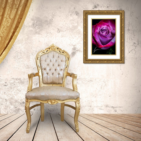 Colorado-Ft Collins Rose flower close-up  Gold Ornate Wood Framed Art Print with Double Matting by Jaynes Gallery
