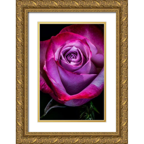Colorado-Ft Collins Rose flower close-up  Gold Ornate Wood Framed Art Print with Double Matting by Jaynes Gallery