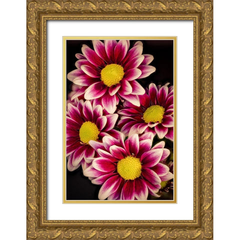Colorado-Ft Collins Daisies close-up  Gold Ornate Wood Framed Art Print with Double Matting by Jaynes Gallery