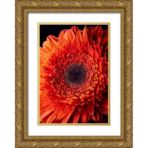 Colorado-Ft Collins Orange gerbera daisy  Gold Ornate Wood Framed Art Print with Double Matting by Jaynes Gallery