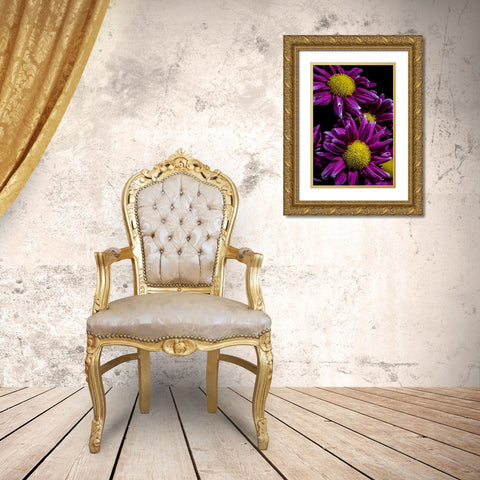 Colorado-Ft Collins Daisies close-up  Gold Ornate Wood Framed Art Print with Double Matting by Jaynes Gallery
