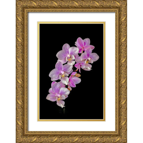 Colorado-Ft Collins Wet phalaenopsis orchids  Gold Ornate Wood Framed Art Print with Double Matting by Jaynes Gallery