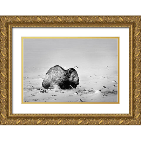 Colorado Bison lies on snow-covered mountain pasture  Gold Ornate Wood Framed Art Print with Double Matting by Jaynes Gallery