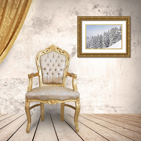 Colorado Fresh snow on spruce trees  Gold Ornate Wood Framed Art Print with Double Matting by Jaynes Gallery