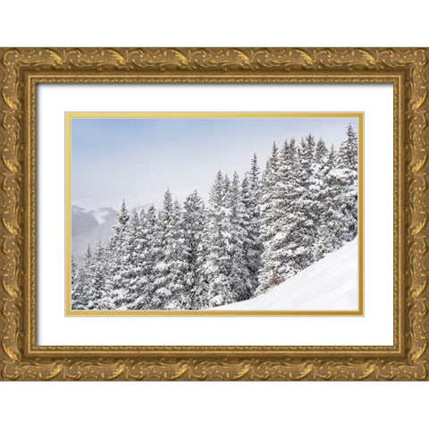 Colorado Fresh snow on spruce trees  Gold Ornate Wood Framed Art Print with Double Matting by Jaynes Gallery