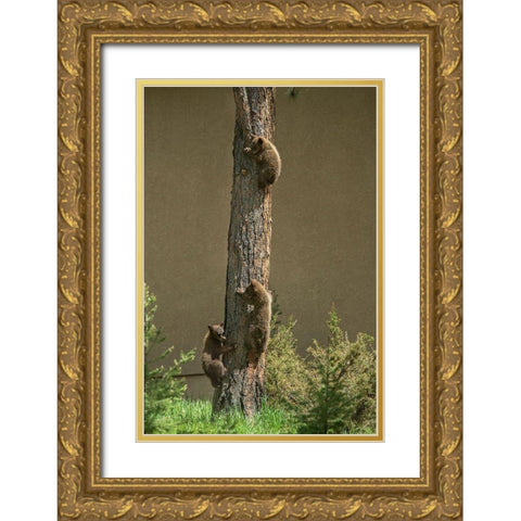 Colorado-Woodland Park Black bear cubs climbing tree  Gold Ornate Wood Framed Art Print with Double Matting by Jaynes Gallery