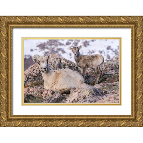 Colorado-Mt Evans Rocky Mountain bighorn sheep ewe and lamb resting  Gold Ornate Wood Framed Art Print with Double Matting by Jaynes Gallery