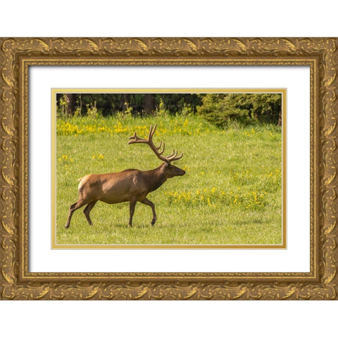 Colorado-Rocky Mountain National Park Bull elk in field  Gold Ornate Wood Framed Art Print with Double Matting by Jaynes Gallery