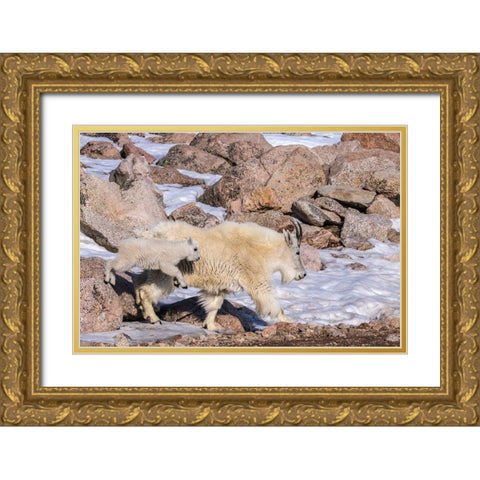 Colorado-Mt Evans Mountain goat nanny and jumping kid  Gold Ornate Wood Framed Art Print with Double Matting by Jaynes Gallery