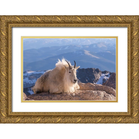 Colorado-Mt Evans Mountain goat on rocky overlook  Gold Ornate Wood Framed Art Print with Double Matting by Jaynes Gallery