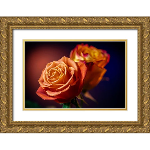 Colorado-Fort Collins Roses close-up  Gold Ornate Wood Framed Art Print with Double Matting by Jaynes Gallery