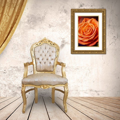 Colorado-Fort Collins Rose close-up  Gold Ornate Wood Framed Art Print with Double Matting by Jaynes Gallery