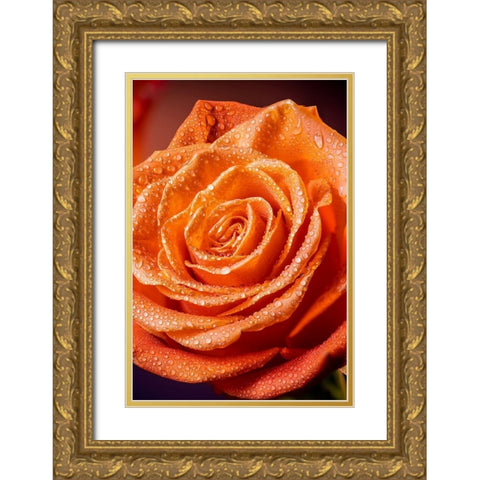 Colorado-Fort Collins Rose close-up  Gold Ornate Wood Framed Art Print with Double Matting by Jaynes Gallery