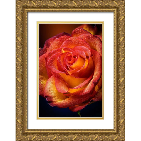 Colorado-Fort Collins Rose close-up  Gold Ornate Wood Framed Art Print with Double Matting by Jaynes Gallery