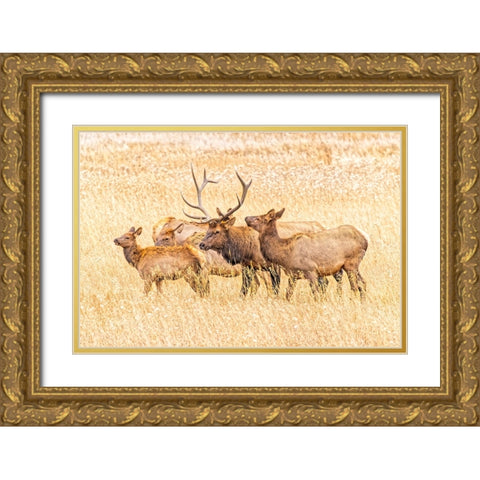 USA-Colorado-Rocky Mountain National Park North American elk male and females in mating season Gold Ornate Wood Framed Art Print with Double Matting by Jaynes Gallery