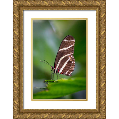 USA-Colorado-Fort Collins Zebra longwing butterfly close-up Gold Ornate Wood Framed Art Print with Double Matting by Jaynes Gallery
