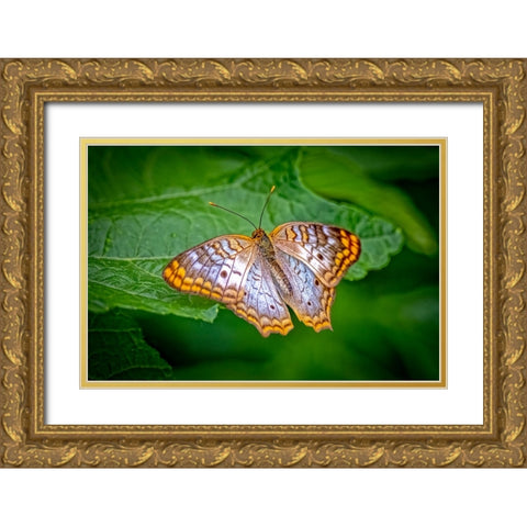 USA-Colorado-Fort Collins White peacock butterfly close-up Gold Ornate Wood Framed Art Print with Double Matting by Jaynes Gallery