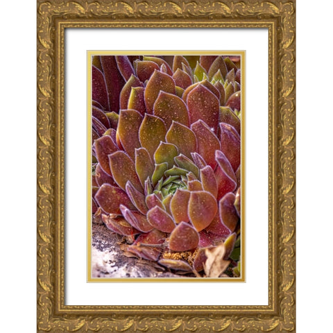 USA-Colorado-Fort Collins Succulent plant close-up Gold Ornate Wood Framed Art Print with Double Matting by Jaynes Gallery