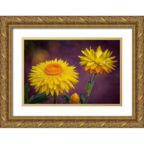 USA-Colorado-Fort Collins Yellow strawflowers close-up Gold Ornate Wood Framed Art Print with Double Matting by Jaynes Gallery