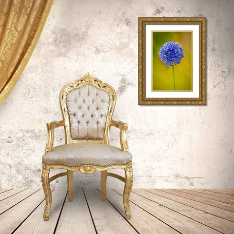 USA-Colorado-Fort Collins Blue allium flower close-up Gold Ornate Wood Framed Art Print with Double Matting by Jaynes Gallery