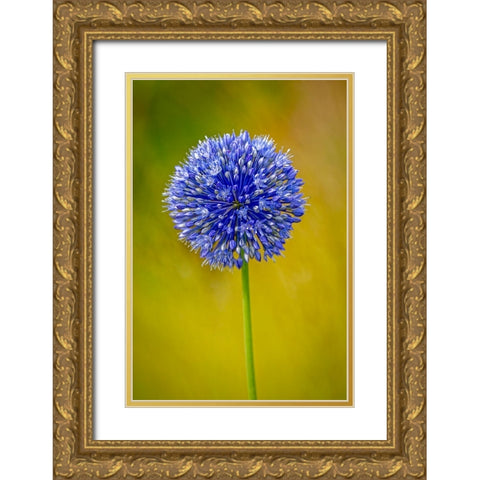 USA-Colorado-Fort Collins Blue allium flower close-up Gold Ornate Wood Framed Art Print with Double Matting by Jaynes Gallery