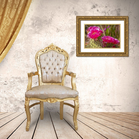 USA-Colorado-Fort Collins Prickly pear cactus flowers close-up Gold Ornate Wood Framed Art Print with Double Matting by Jaynes Gallery
