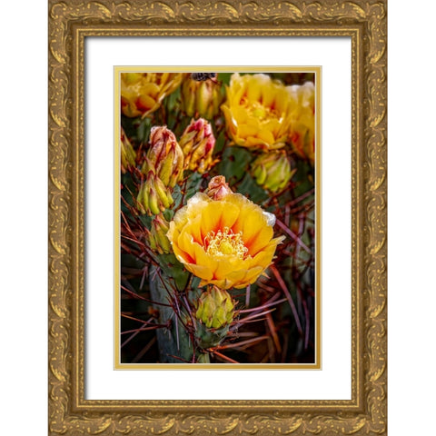 USA-Colorado-Fort Collins Prickly pear cactus flowers close-up Gold Ornate Wood Framed Art Print with Double Matting by Jaynes Gallery