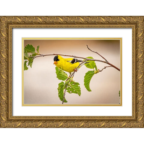 USA-Colorado-Fort Collins Male American goldfinch close-up Gold Ornate Wood Framed Art Print with Double Matting by Jaynes Gallery