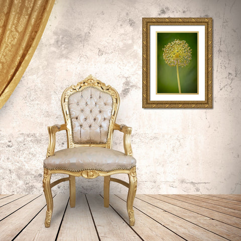 USA-Colorado-Fort Collins Yellow allium plant close-up Gold Ornate Wood Framed Art Print with Double Matting by Jaynes Gallery
