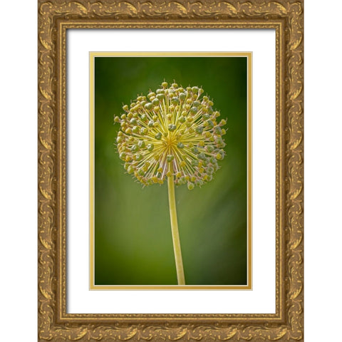 USA-Colorado-Fort Collins Yellow allium plant close-up Gold Ornate Wood Framed Art Print with Double Matting by Jaynes Gallery