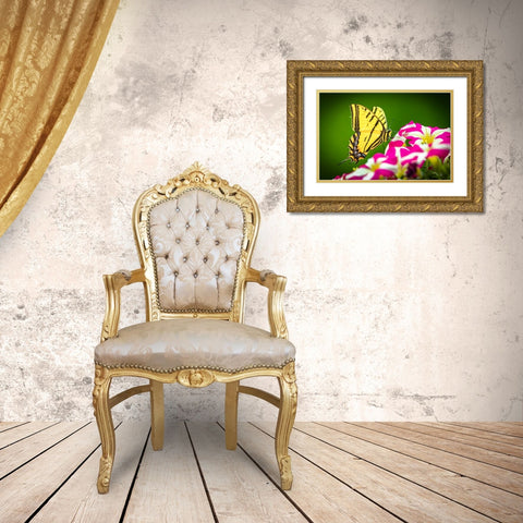 USA-Colorado-Fort Collins Eastern tiger swallowtail on petunia flowers Gold Ornate Wood Framed Art Print with Double Matting by Jaynes Gallery