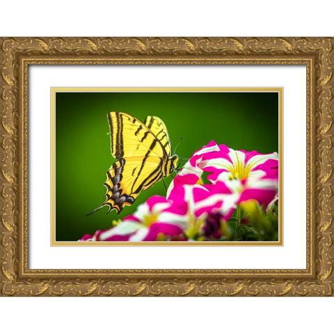 USA-Colorado-Fort Collins Eastern tiger swallowtail on petunia flowers Gold Ornate Wood Framed Art Print with Double Matting by Jaynes Gallery