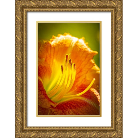 USA-Colorado-Fort Collins Close-up of yellow lily Gold Ornate Wood Framed Art Print with Double Matting by Jaynes Gallery