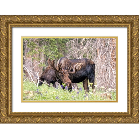 USA-Colorado-Cameron Pass Shiras moose male and female grazing Gold Ornate Wood Framed Art Print with Double Matting by Jaynes Gallery