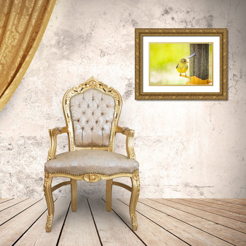 USA-Colorado-Fort Collins Young male American goldfinch Gold Ornate Wood Framed Art Print with Double Matting by Jaynes Gallery