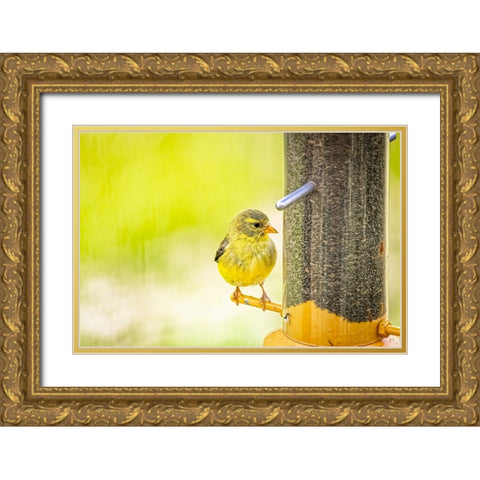 USA-Colorado-Fort Collins Young male American goldfinch Gold Ornate Wood Framed Art Print with Double Matting by Jaynes Gallery