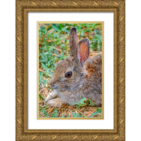 USA-Colorado-Fort Collins Eastern cottontail rabbit close-up Gold Ornate Wood Framed Art Print with Double Matting by Jaynes Gallery