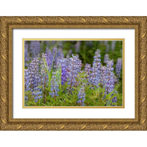 USA-Colorado-Gunnison National Forest Lupine flowers in San Juan Mountains Gold Ornate Wood Framed Art Print with Double Matting by Jaynes Gallery